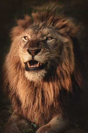 HD The Lion King Wallpaper