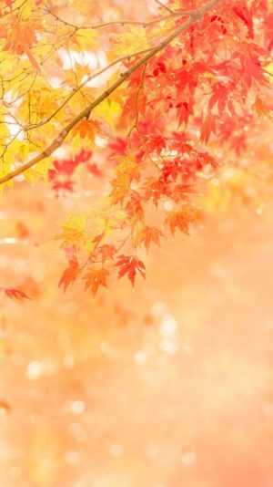 Autumn Season Background