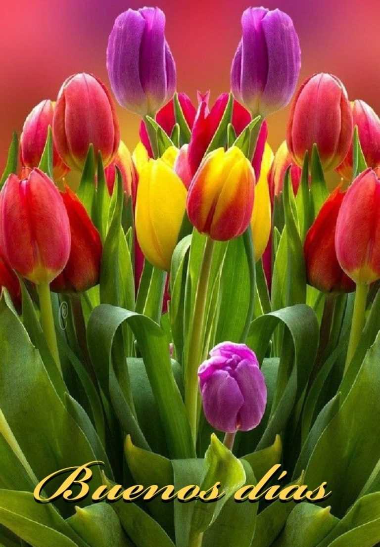 Buenos Días Wallpaper | WhatsPaper