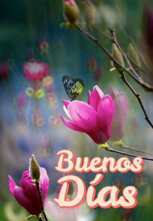 Buenos Días Wallpaper | WhatsPaper