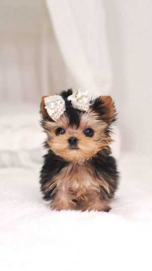 Cute Puppy Wallpaper