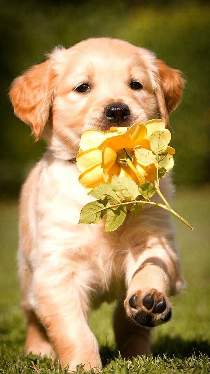 Cute Puppy