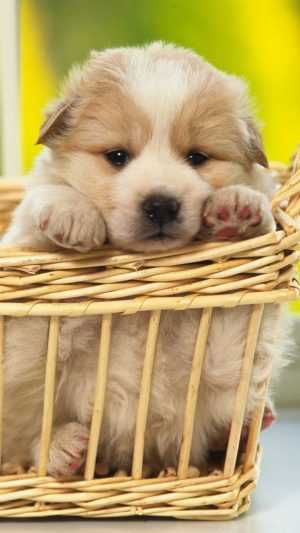 Cute Puppy Wallpaper