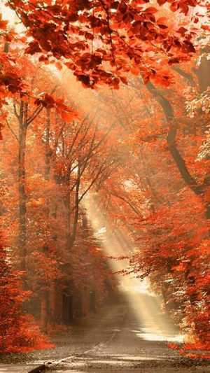 Fall Iphone wallpaper