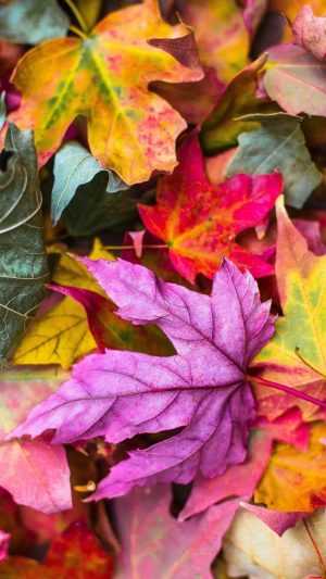 Fall Iphone wallpaper