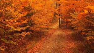 Desktop Fall Iphone wallpaper