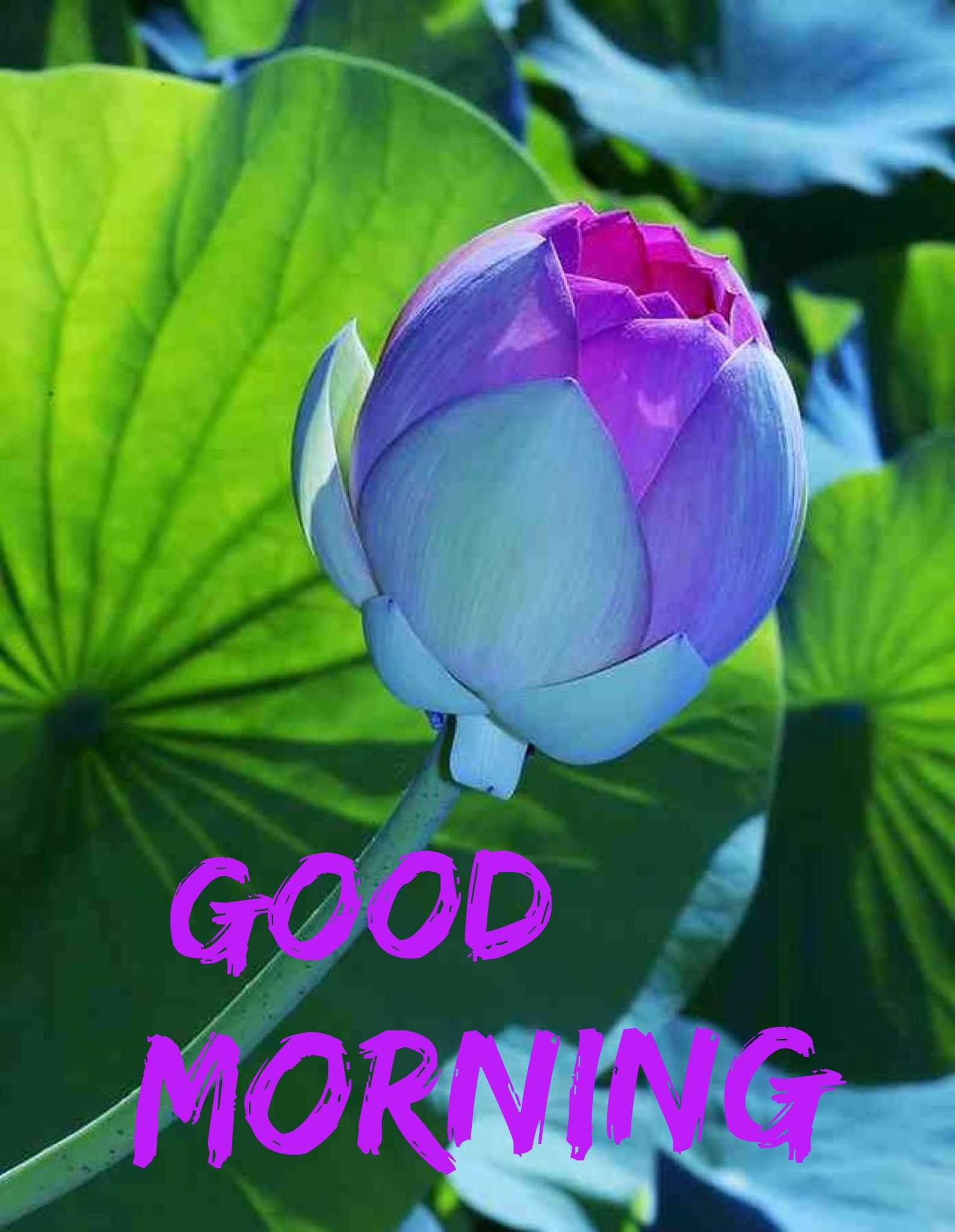 Good Morning Wallpaper WhatsPaper