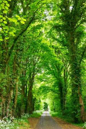 Green Scenery Background