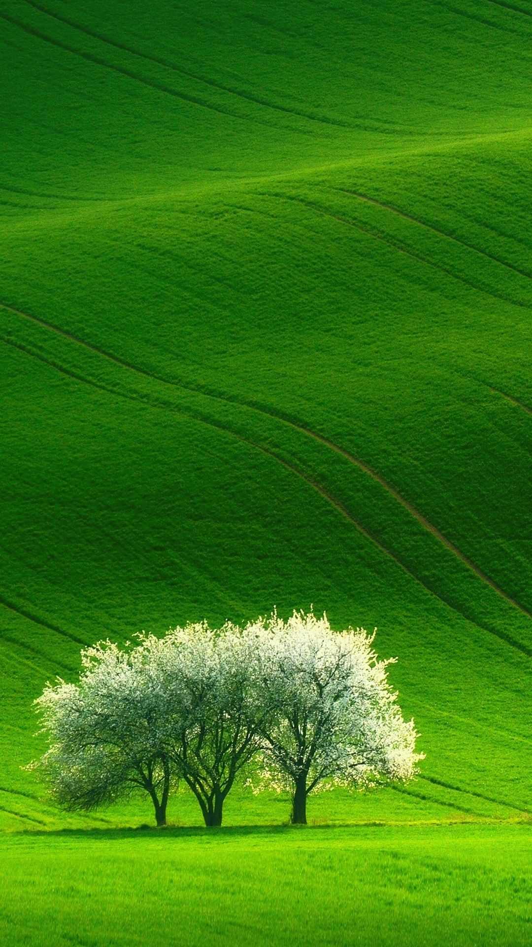 Hd Green Scenery Wallpaper Whatspaper