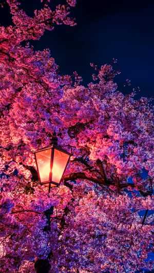 Night Wallpaper