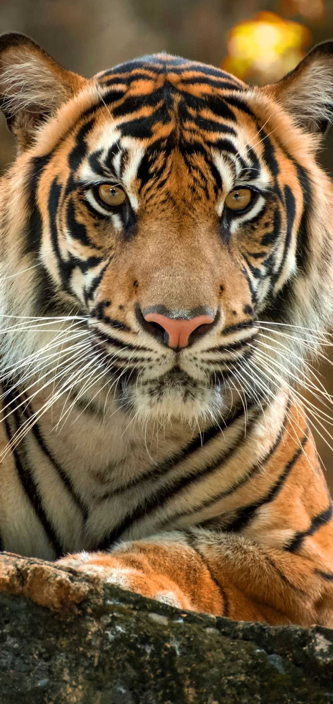 HD Tiger Wallpaper
