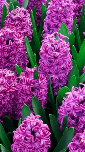 Hyacinth Wallpaper