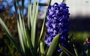 Desktop Hyacinth Wallpaper