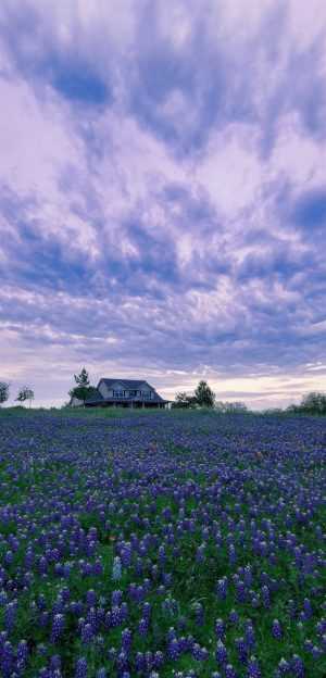 HD Hyacinth Wallpaper