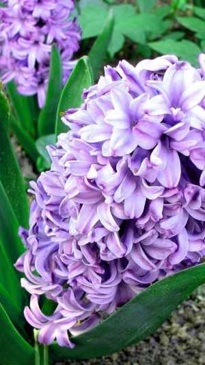 Hyacinth Wallpaper