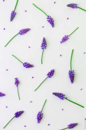 Hyacinth Wallpaper