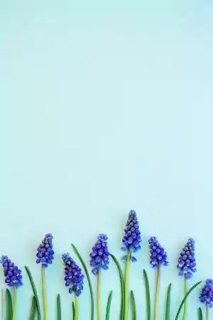 Hyacinth Wallpaper 