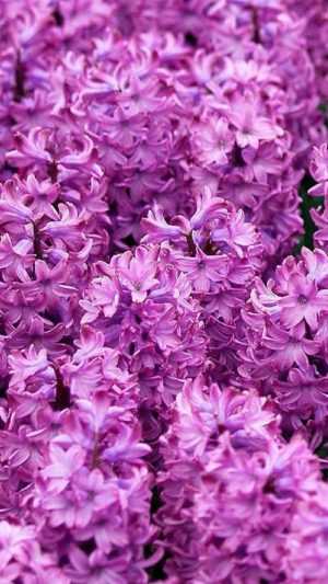 Hyacinth Wallpaper 