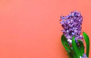 Hyacinth Wallpaper Desktop