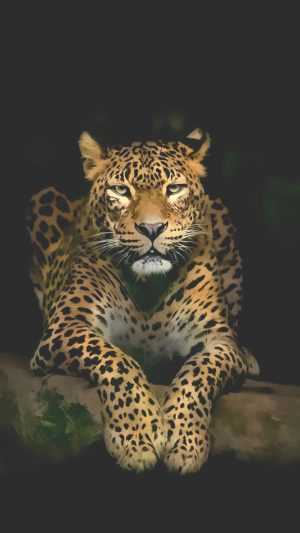 Leopard Background 