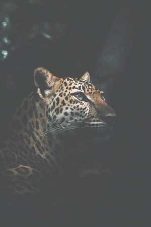 Leopard Wallpaper 