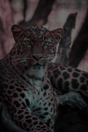 Leopard Wallpaper 