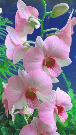 Orchid Background 