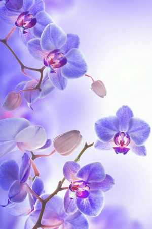 Orchid Background 