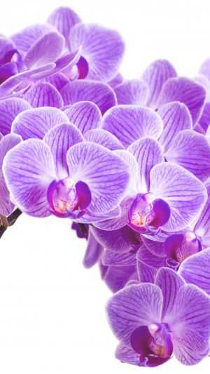 4K Orchid Wallpaper