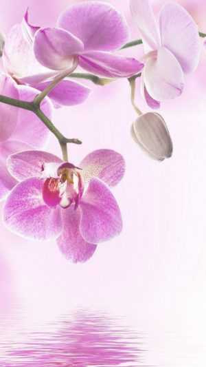 Orchid Wallpaper