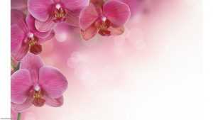 Orchid Wallpaper Desktop