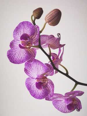 HD Orchid Wallpaper 