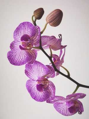 HD Orchid Wallpaper