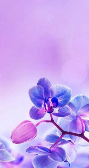 Orchid Wallpaper