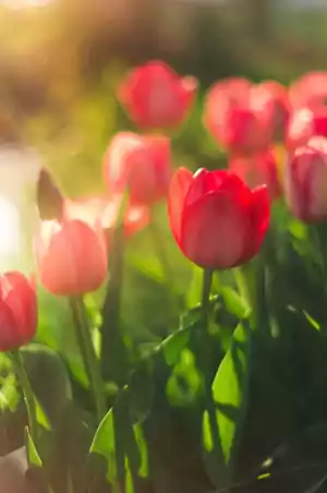 Tulip Background 