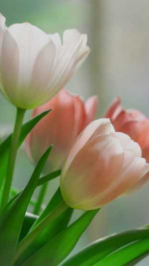 Tulip Wallpaper