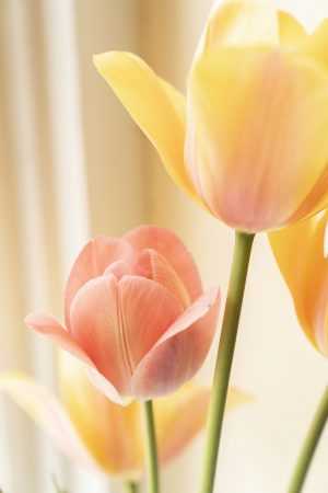 4K Tulip Wallpaper