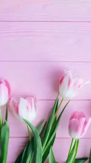 HD Tulip Wallpaper 