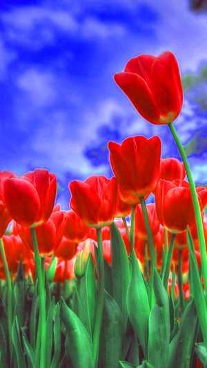 Tulip Background 