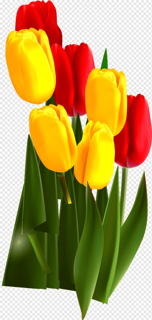 HD Tulip Wallpaper 