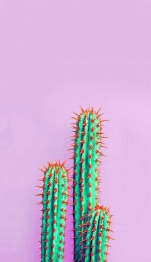 Cactus Wallpaper