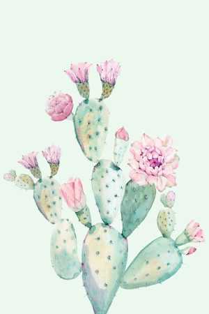 Cactus Wallpaper 