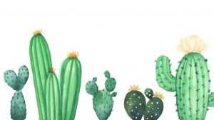 Cactus Wallpaper Desktop