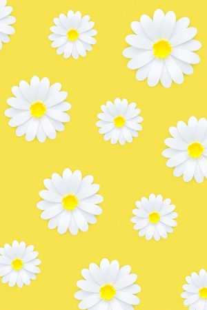 Daisy Wallpaper 