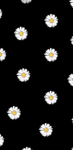 Daisy Wallpaper 