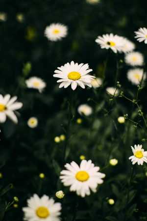 Daisy Background