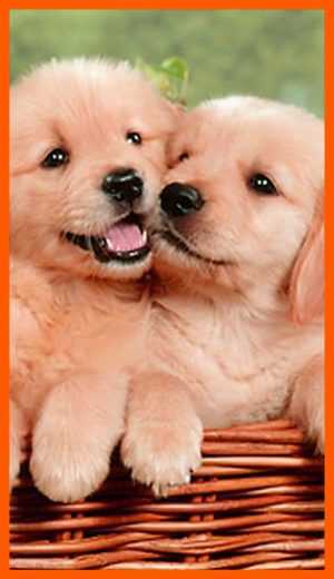 Dog Wallpaper 