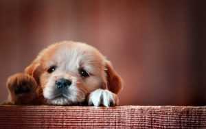 Dog Wallpaper Desktop 