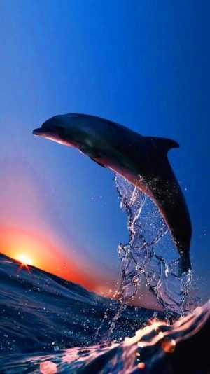 HD Dolphin Wallpaper