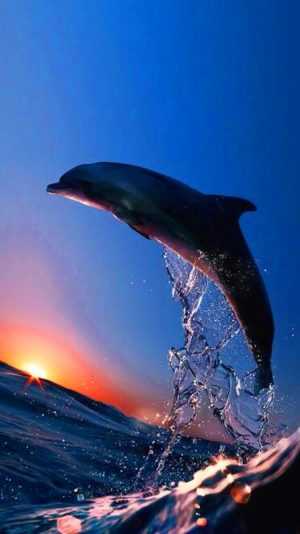 HD Dolphin Wallpaper 